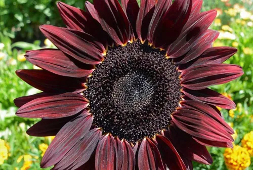 100 semillas de girasol de cereza y chocolate para plantar. 0.12 oz de semillas. Sin OMG y reliquia. Helianthus ANNUUS Flower Giant Annuus Tall USA