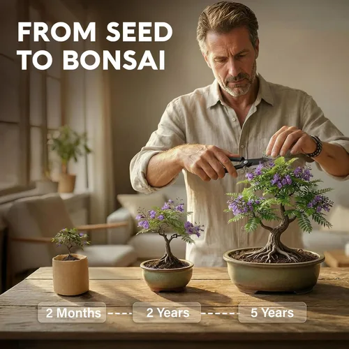 Miniatura 10 de Kit de inicio de Bonsái – Cultivo de Jacaranda Bonzai Kit completo de árbol interior para cultivar plantas con herramientas y maceta – Regalos