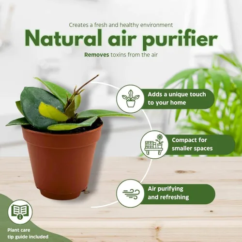 Miniatura 9 de BubbleBlooms Hoya Chouke 2 pulgadas