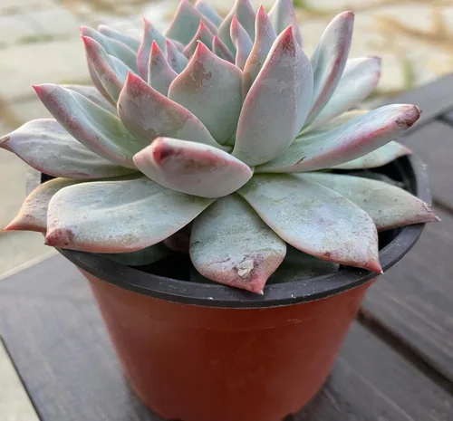 Miniatura 3 de Live Echeveria Blue Bird - Planta suculenta de 4 pulgadas, baja agua, tolerante a la sequía con tierra, floración durante todo el año, verde