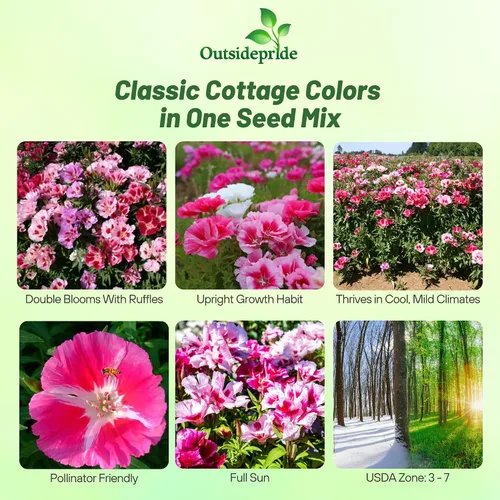 Miniatura 2 de Outsidepride 5000 semillas anuales Godetia Tall Flower Seed Mix para plantar Mezcla alta