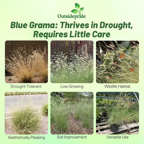 Miniatura 2 de Outsidepride Blue Grama - Semillas de pasto nativo – 1 libra perenne, tolerante a la sequía y de bajo mantenimiento, semillas de pasto para plantar