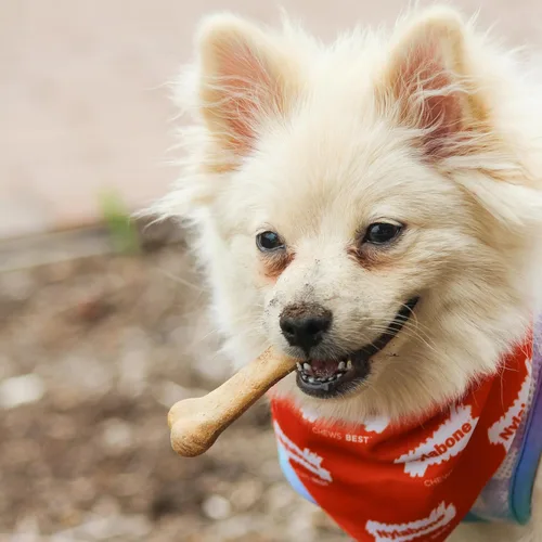 Miniatura 7 de Nylabone Healthy Edibles Masticables Naturales para Perros Golosinas Masticables de Larga Duración para Perros, Sabor a Carne Asada y Pollo