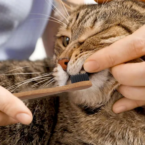Miniatura 3 de H&H Pets Juego de cepillos de dientes de bambú para perros y gatos, cerdas suaves y cepillo de dientes de madera biodegradable, suministros