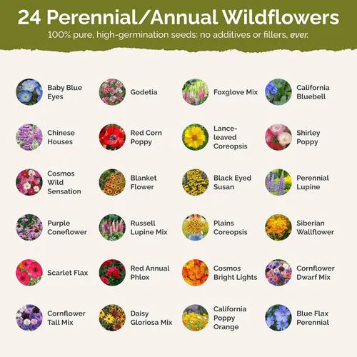 Miniatura 3 de Eden Brothers Pacific Northwest - Semillas mixtas de flores silvestres para plantar, 50 libras, más de 24,000,000 semillas con aciano, CA Bluebell