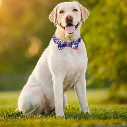Miniatura 2 de Collar de perro suave y cómodo con corbatín, desmontable y ajustable, para hembras, perros pequeños, medianos y grandes, con bonito corbatín