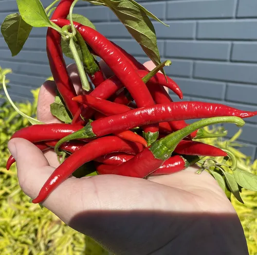 Miniatura 3 de Szechwan Chile Plant Sichuan Chili Szechuan Heirloom Oriental Cuisine Pepper Semillas premium para plantar paquete