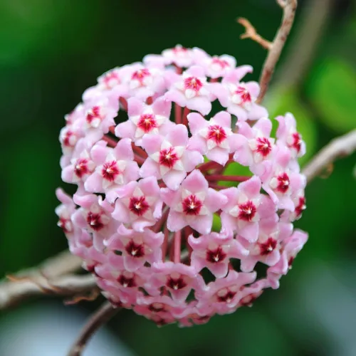Miniatura 2 de Hoya Krimson Princess, Hoya Carnosa Vareiagata, plantas de interior vivas de Hoya, llegada viva garantizada