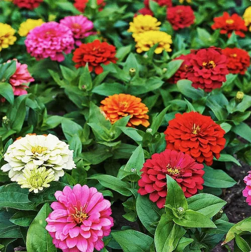 Semillas de zinnia mixtas para plantar al aire libre - 300 semillas frescas - Flores de Zinnia cortadas y vueltas - Cultivadas en los Estados Unidos