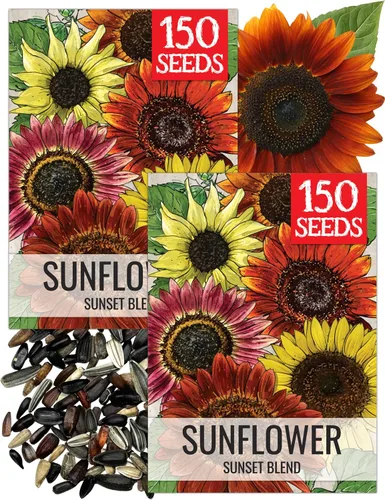 Miniatura 47 de Seed Needs Semillas de girasol para plantar girasoles de manchas solares enanas, semillas de flores de corte anual de polinización abierta