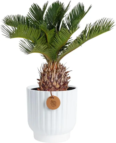 Miniatura 12 de Costa Farms Palma de Cola de Caballo, Planta Viva en Maceta Decorativa, Fácil de Mantener, Planta de Interior Perfecta para el Hogar, Habitación u