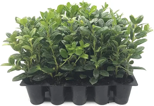 Enano Burford Holly - 3 plantas vivas - Ilex Burfordi Seto de hoja perenne bayas rojas arbusto de árbol