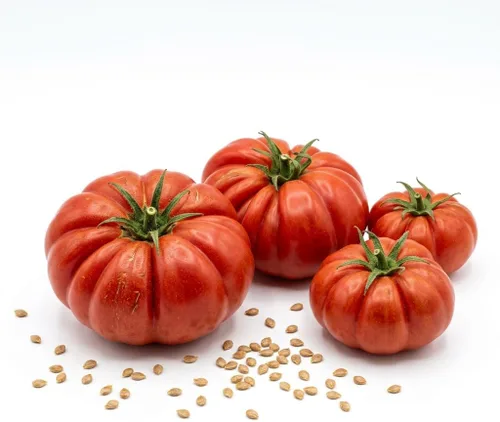Miniatura 2 de ZEshops 100 Beefsteak Tomato Seeds for Planting (Solanum lycopersicum) - Premium, Giant Slicing Tomato Seeds for Home Garden - Grow Massive, Juicy