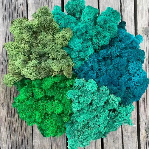 Miniatura 21 de Musgo de Reno Preservado Verde Natural Kit de Bricolaje Arte de Jardinería Decoración de Pared Decoración de Floristería Decoración de Mesa
