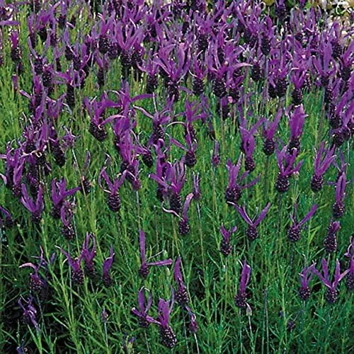 Miniatura 4 de Park Seed Semillas de lavanda inglesa, ricas en aceites esenciales, paquete de 100 semillas