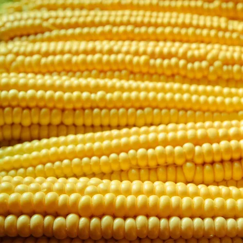 Robust Yellow Hulles - Semillas híbridas de palomitas de maíz para jardín, 1 libra ~ 3,200 semillas, semillas de jardinería de vegetales sin OMG,
