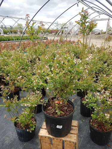 Miniatura 3 de Vaccinium corymbosum 'Bluegold' (HighBush Blueberry) Arbusto comestible, #3 - Contenedor