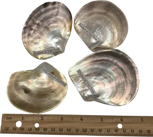 Miniatura 5 de PEPPERLONELY 4 unidades de plata perla M.O.P. Natural Pearl Oyster Sea Shells, 2-1/2 pulgadas ~ 3-3/4 pulgadas