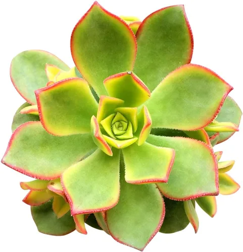 Aeonium Kiwi de 2 pulgadas | | Colección colorida de alta calidad de plantas suculentas Aeonium vivas | Suculentas de rosetas saludables totalmente