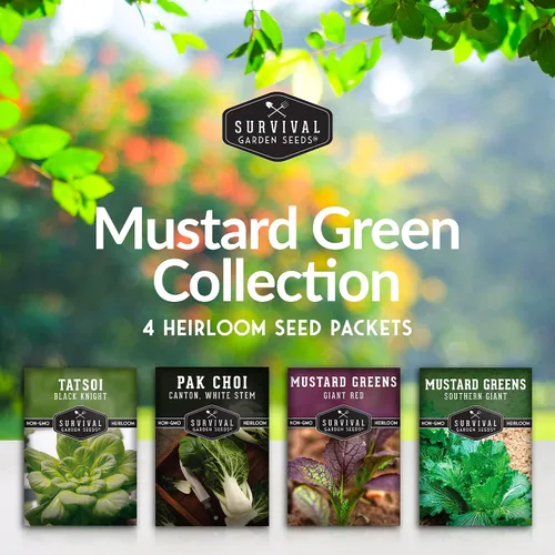 Miniatura 2 de Semillas de color verde mostaza para plantar, paquete variado de 4 hojas verdes tradicionales Tatsoi, Southern Giant, Giant Red, Pak Choi Mustard