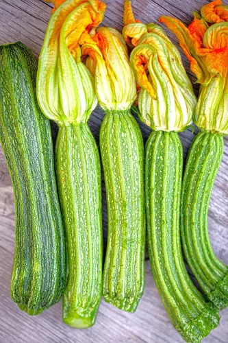 Miniatura 5 de TomorrowSeeds - Semillas de calabacín Costata Romanesco - Paquete de 20 unidades - para plantar semillas de jardín 2025 acanaladas italianas a rayas