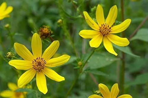 Miniatura 7 de Caléndula del pantano - Las flores brillantes de oro amarillo volverán a sembrar (25 - Semillas)