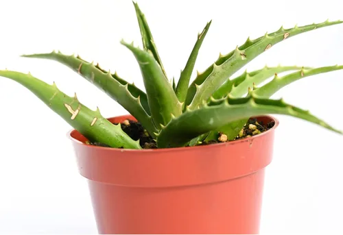 Miniatura 3 de Planta suculenta de aloe vivo, suculenta de aloe grande de 4 pulgadas con raíces completas (Aloe Morning Dew)