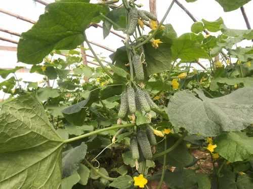 Miniatura 3 de Semillas raras de pepino Titus F1 Pickling Mid-Early Heirloom Vegetal para plantar 40 semillas sin OMG