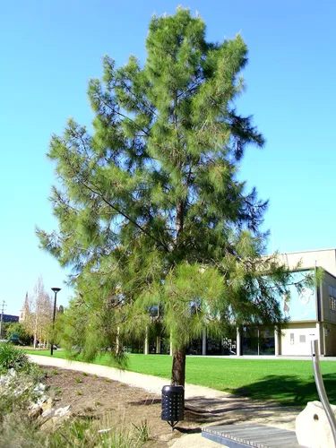 Miniatura 4 de Pine Tree Australian River Semillas Premium Casuarina cunninghamiana Plants'® (Semillas premium, 10)