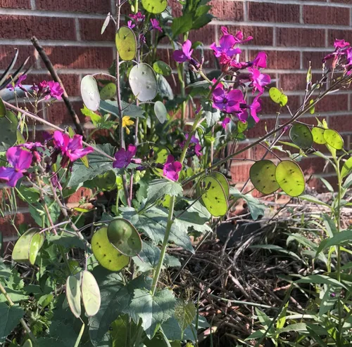 Miniatura 4 de Smoke Camp Crafts Semillas orgánicas de plantas de dinero (Lunaria Annua Violet) 25 semillas (0.02 oz) - Honesty, Moneywort, Moonwort, Silver Dollar