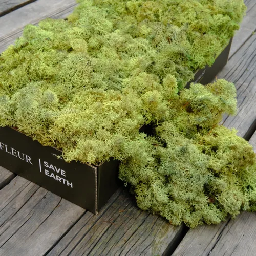 Miniatura 4 de Musgo de Reno Preservado Verde Natural Kit de Bricolaje Arte de Jardinería Decoración de Pared Decoración de Floristería Decoración de Mesa