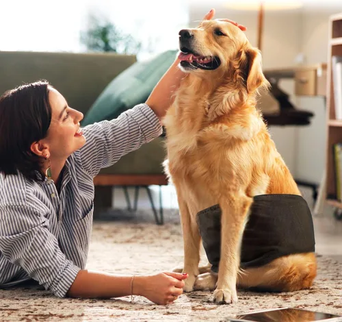 Miniatura 5 de wegreeco Pañales para perros pequeños machos, bandas reutilizables para el vientre para perros machos, pañales lavables para cachorros machos