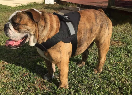 HDP Arnés suave sin tirones para perros grandes. Tamaño: XXL. Color: negro