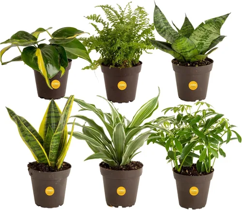 Miniatura 12 de Costa Farms Plantas vivas de interior (paquete de 2), seleccionadas a mano, fáciles de mantener, plantas de interior surtidas en macetas, mezcla