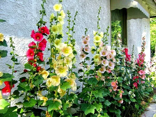 Miniatura 5 de Semillas Mezcla de Semillas de Malvarrosa Malva 30+ Semillas para Plantar Flores Perennes Vistosas Mezcla Multicolor
