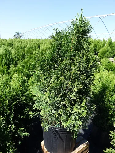 Miniatura 5 de Planta viva Green Promise Farms, Thuja occidentalis 'Smargd' Emerald Green Arborvitae #3 Contenedor de tamaño Evergreen
