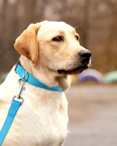 Miniatura 7 de Collar reflectante para perros con hebilla ajustable de nailon de seguridad para perros pequeños, medianos y grandes, azul M Azul-cielo