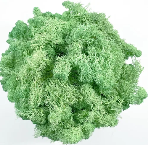 Miniatura 16 de Musgo artificial preservado de musgo para plantas en maceta, musgo verde fresco natural para manualidades, decoración de pared floral, centros