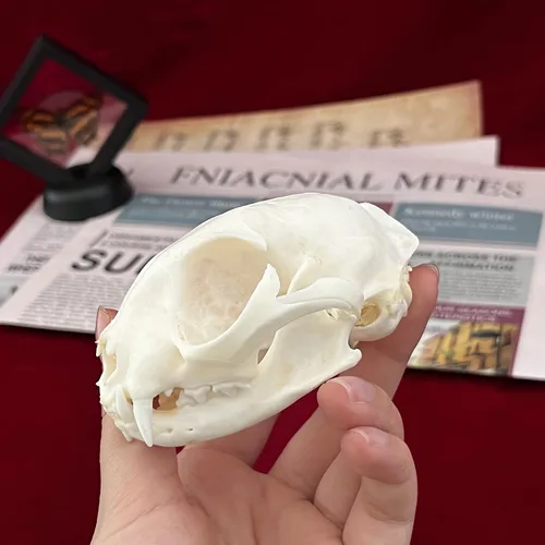 Miniatura 5 de Calaveras de animales reales en taxidermia, espécimen de huesos reales, suministros de taxidermia para educación científica, regalo especial