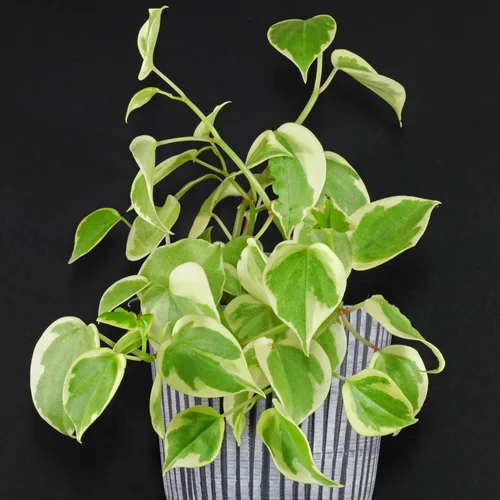 Peperomia Cupid - Planta viva, maceta de cultivo de 4 pulgadas, planta de interior