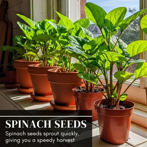 Miniatura 7 de 100 Red Malabar spinach Seeds [callo de hoja gruesa de Guyanés] vid de rápido crecimiento