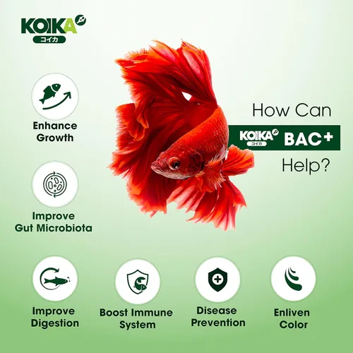 Miniatura 3 de KOIKA BAC+ Probióticos para acuarios, estimulantes de la inmunidad, resistencia a enfermedades y mejoran el sistema digestivo (BAC+,3.6 fl oz)