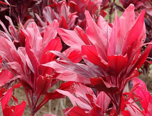 Miniatura 4 de Troncos de plantas de hojas de Ti rojas hawaianas, plantas tropicales vivas para interiores y exteriores, 2 troncos de corte de cordyline fruticosa