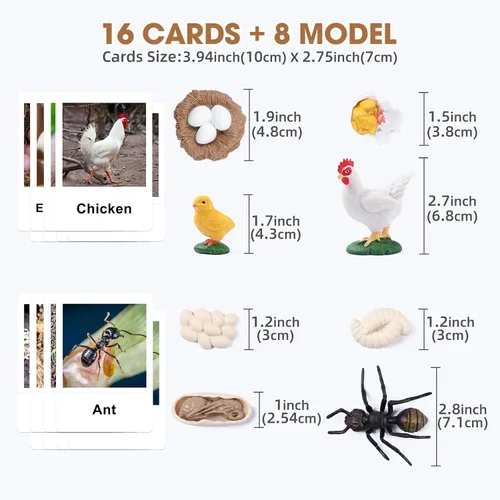 Miniatura 2 de MEROCO Juguetes de ciclo de vida de pollo para niños, insectos, hormigas, insectos, juguetes para niños de 3 a 5 años, tarjetas de animales
