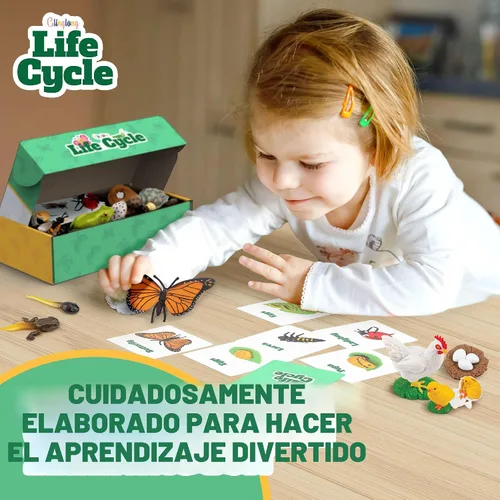 Miniatura 4 de Kit de animales de ciclo de vida, juguete de ciencia Montessori con juego de 24 piezas, mariposa, rana, pollo, abeja, mariquita y tortuga, regalo