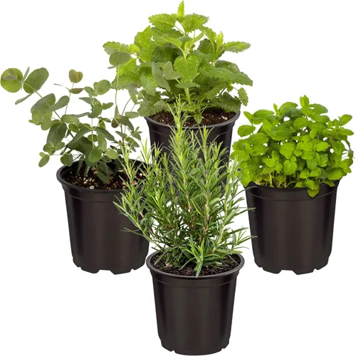 Miniatura 9 de Hierba aromática y comestible viva, lavanda (4 por paquete), potenciador natural del sueño, 6 pulgadas de alto por 4 pulgadas de ancho en 1 pinta