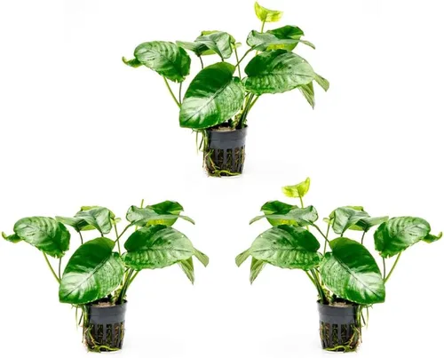 Miniatura 60 de SubstrateSource Plantas vivas – Anubias Hastifolia (Anubias hastifolia) – Luz baja a moderada, hojas en forma de flecha de color verde medio a