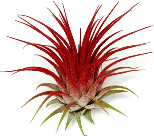 Miniatura 5 de Planta de aire Tillandsia Ionantha de Guatemala, planta de aire viva Tillandsia de Guatemala, llegada saludable garantizada, excelente planta de Azul