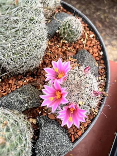 Miniatura 7 de Tierra de arcilla calcinada hortícola para bonsái, aditivo de tierra para cactus y suculentas (2.7 KG, 0.3 cm)