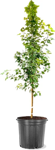 Miniatura 2 de American Plant Exchange Árbol de arce rojo grande de verano, maceta de 5 galones, 2-3 pies de alto, planta de jardín grande para exteriores